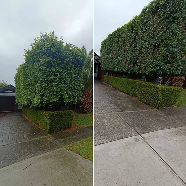 Image 9 Hedges Image 9 Hedges