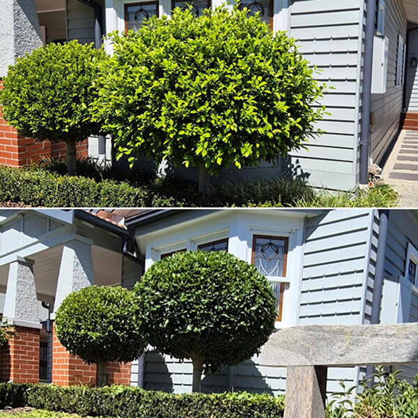 Image 7 Round Bushes Image 7 Round Bushes